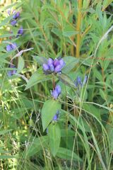 Gentiana andrewsii