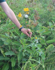 Sonchus arvensis