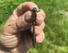 Cordulia aenea aenea