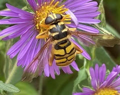 Milesia virginiensis