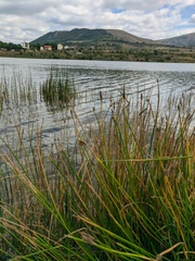 Eleocharis palustris