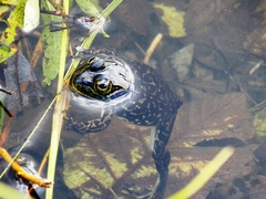 Lithobates septentrionalis
