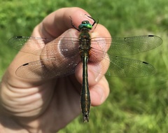 Cordulia aenea aenea