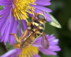 Milesia virginiensis