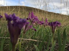 Iris pumila