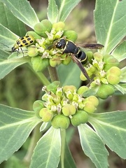 Euodynerus hidalgo boreoorientalis