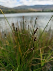 Eleocharis palustris