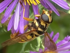 Milesia virginiensis