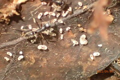 Brachyponera chinensis