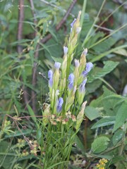 Gentianopsis