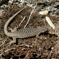 Archaeolacerta bedriagae bedriagae