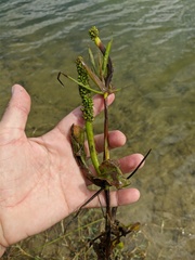 Potamogeton lucens