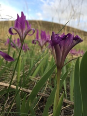 Iris pumila