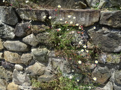Erigeron karvinskianus