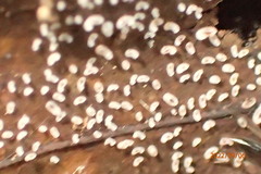 Brachyponera chinensis