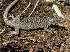 Archaeolacerta bedriagae bedriagae