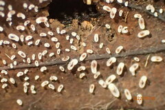 Brachyponera chinensis