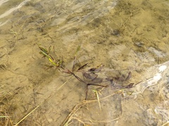 Potamogeton lucens