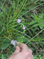 Agalinis purpurea