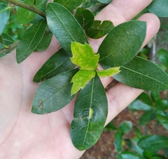 Macrodiplosis qoruca