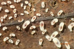 Brachyponera chinensis