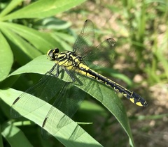Gomphus vulgatissimus