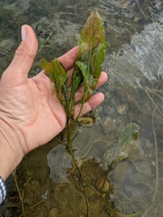 Potamogeton lucens