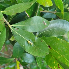 Macrodiplosis qoruca