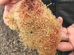 Chondracanthus