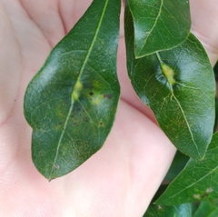 Macrodiplosis qoruca