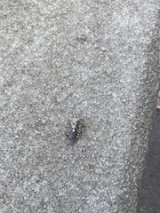 Rhaphigaster nebulosa