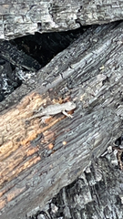 Sceloporus consobrinus