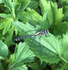 Gomphus vulgatissimus