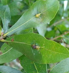 Macrodiplosis qoruca