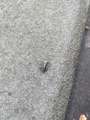 Rhaphigaster nebulosa