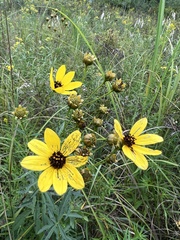 Coreopsis tripteris