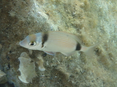 Diplodus vulgaris