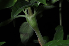 Neolasioptera perfoliata