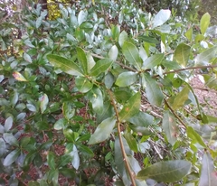 Macrodiplosis qoruca