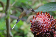 Phaethornis longirostris