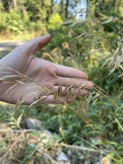 Bromus inermis