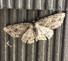 Anavitrinella pampinaria