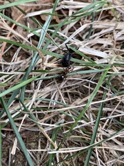 Camponotus pennsylvanicus
