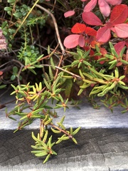 Rhododendron groenlandicum