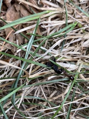 Camponotus pennsylvanicus