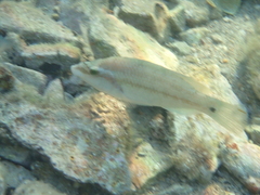 Symphodus tinca