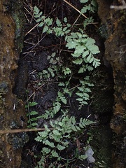 Cystopteris fragilis