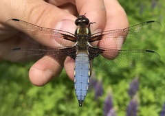 Libellula depressa