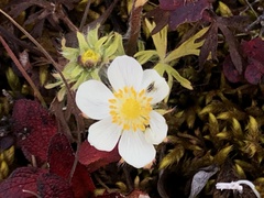 Anemonastrum sibiricum