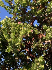 Arctostaphylos montaraensis